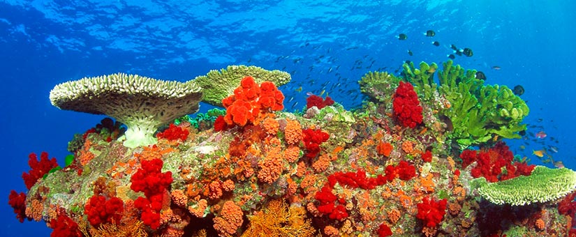 ¡Arranca el periodo de reporte de la COA! ¿Ya sabes qué información debes presentar? CESE