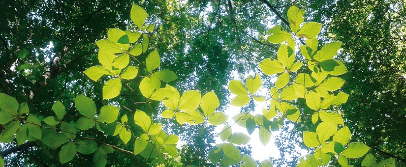 Día Mundial del medio ambiente: ¡Consume con moderación! CESE