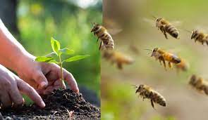 Qué plantas cultivar para ayudar a las abejas y evitar su extinción -