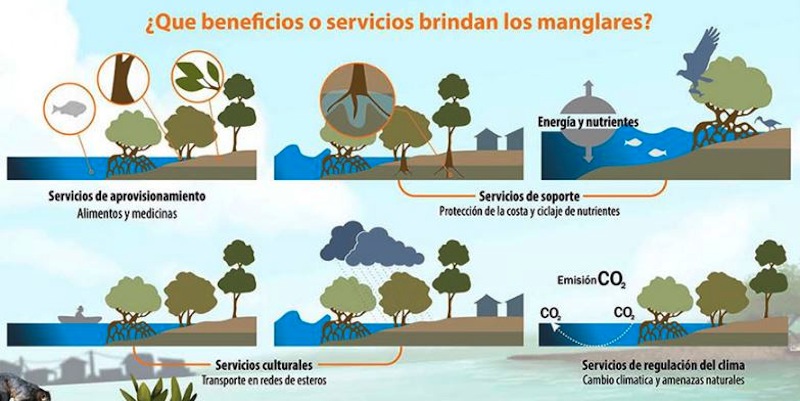 Día de la Conservación del Ecosistema de Manglares - CESE Consultores